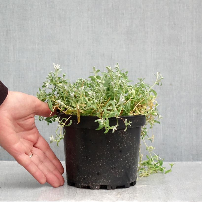 Ejemplar de Cerastium tomentosum var columnae - Canastilla de plata Maceta 2L/3L entregado en otoño