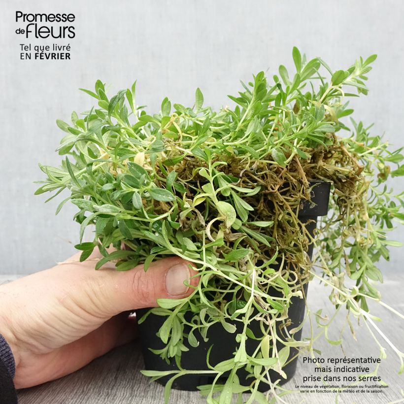 Cerastium tomentosum var columnae - Canastilla de plata Maceta 2L/3L Ejemplar entregado en invierno