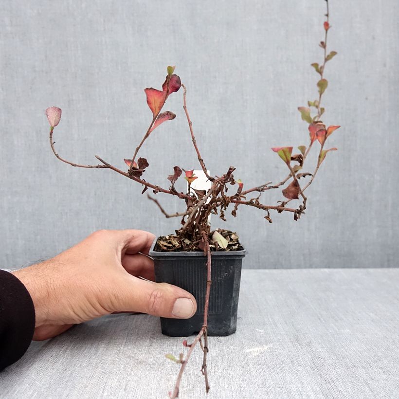 Ejemplar de Ceratostigma griffithii - Falso plumbago Maceta de 8/9 cm entregado en otoño
