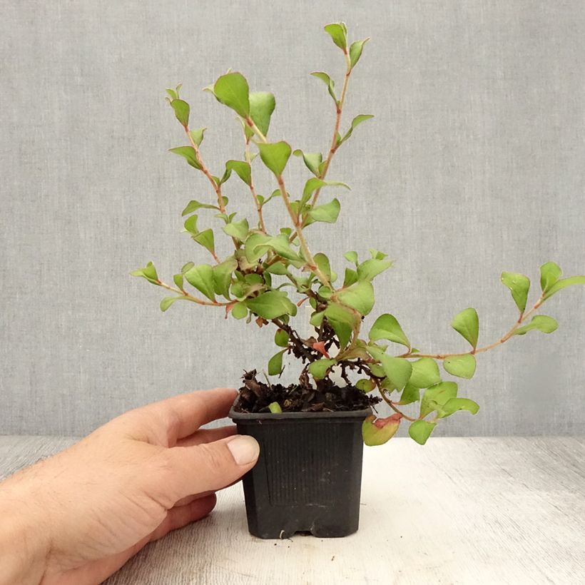 Ejemplar de Ceratostigma griffithii - Falso plumbago Maceta de 8/9 cm entregado en verano