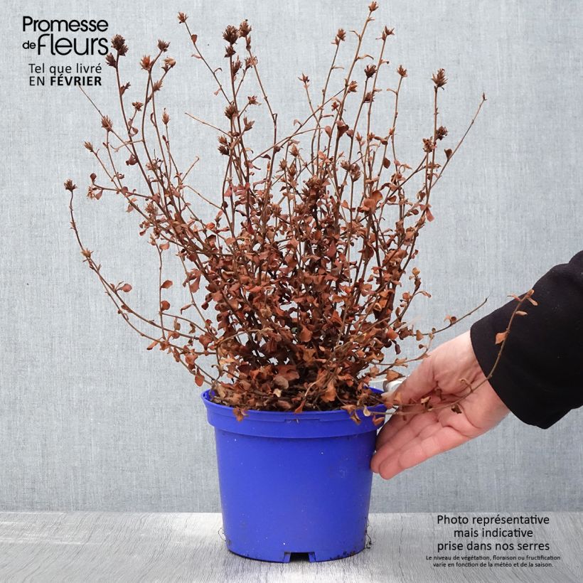 Ceratostigma griffithii - Falso plumbago Maceta 2L/3L Ejemplar entregado en invierno