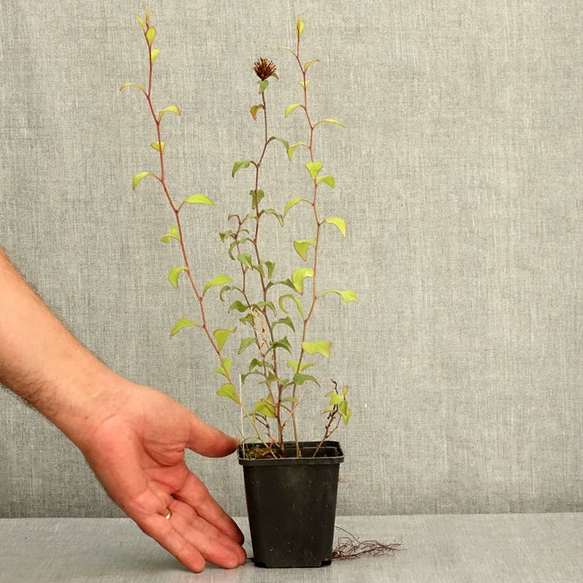 Ejemplar de Ceratostigma willmottianum - Plumbago chino Maceta de 8/9 cm entregado en verano