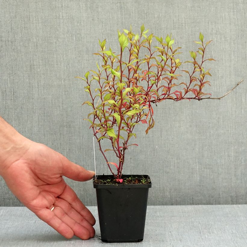 Ceratostigma willmottianum - Dentelaire Godet de 8/9 cm Ejemplar entregado en la primavera