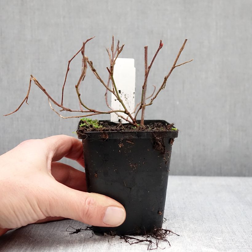 Ceratostigma willmottianum Forest Blue - Falso plumbago Maceta de 8/9 cm Ejemplar entregado en invierno