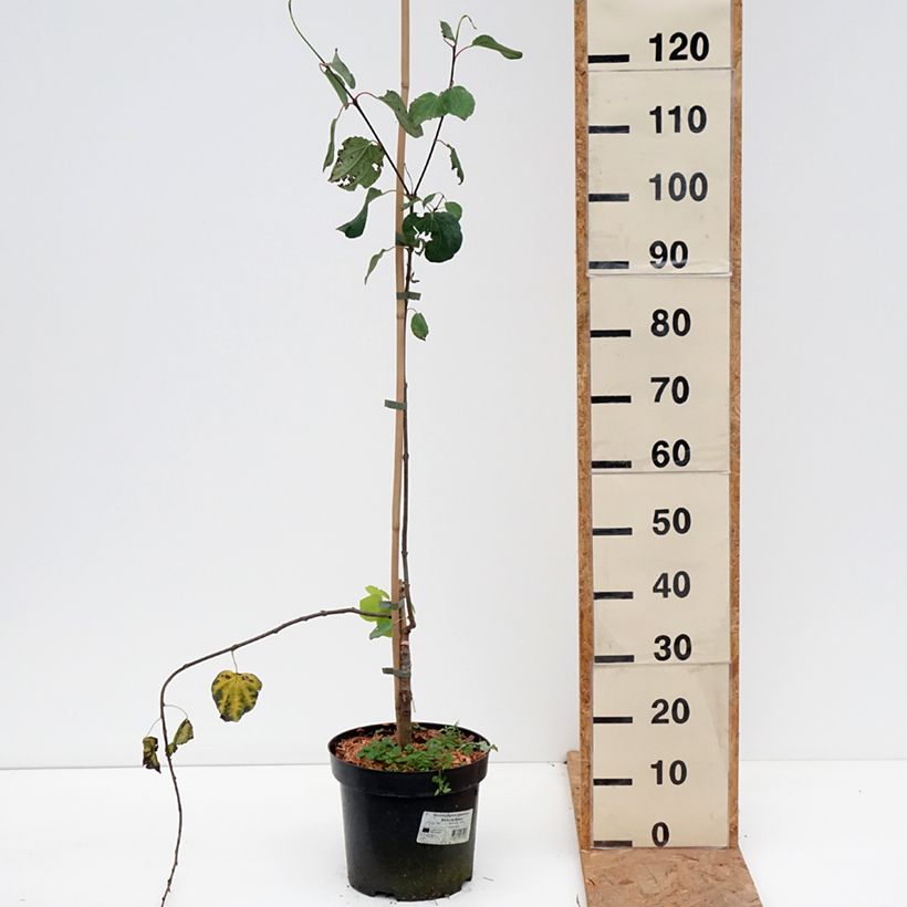 Ejemplar de Cercidiphyllum japonicum Amazing Grace - Katsura Maceta 7,5L/10L entregado en otoño