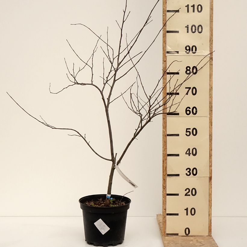 Redbud del este Alley Cat - Cercis canadensis Maceta 6L/7L Ejemplar entregado en invierno