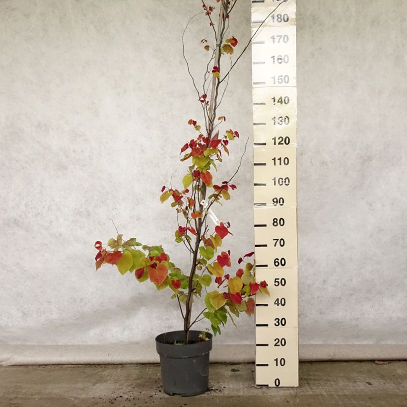 Ejemplar de Redbud del este Eternal Flame - Cercis canadensis Maceta 12L/15L entregado en verano