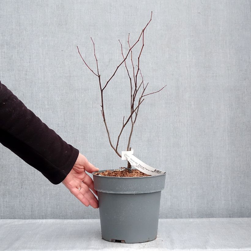 Redbud del este Eternal Flame - Cercis canadensis Maceta 4L/5L Ejemplar entregado en invierno