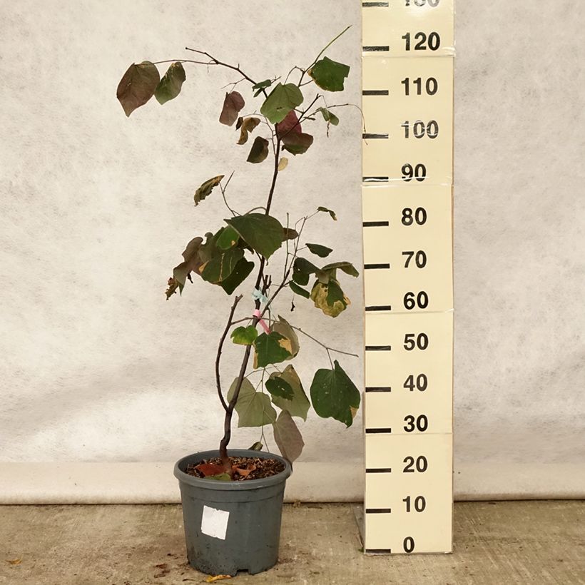 Ejemplar de Redbud del este Forest Pansy - Cercis canadensis Maceta 7,5L/10L entregado en verano