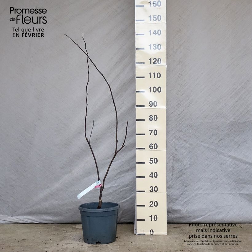 Redbud del este Forest Pansy - Cercis canadensis Maceta 7,5L/10L Ejemplar entregado en invierno