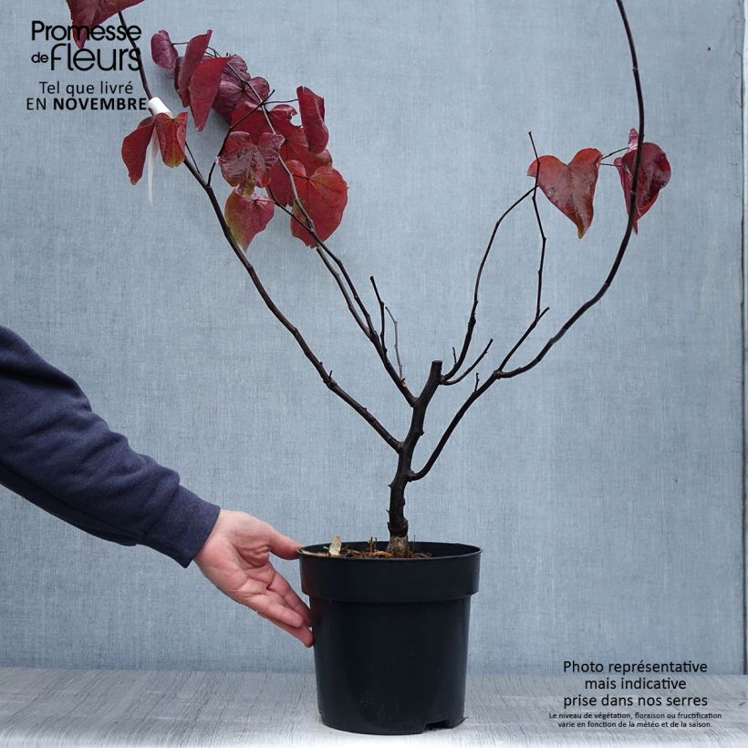 Ejemplar de Redbud del este Forest Pansy - Cercis canadensis Maceta 4L/5L entregado en otoño