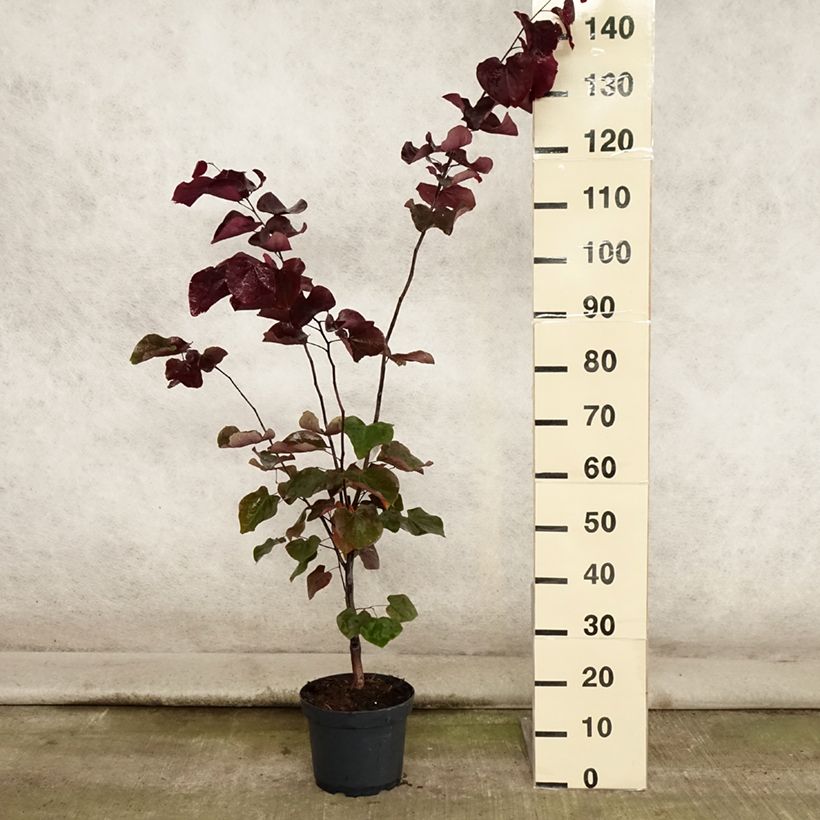 Ejemplar de Redbud del este Forest Pansy - Cercis canadensis Maceta 4L/5L entregado en verano