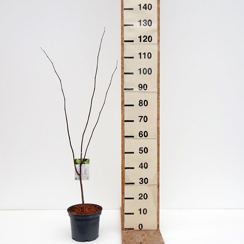 Redbud del este - Cercis canadensis Maceta 4L/5L Ejemplar entregado en invierno