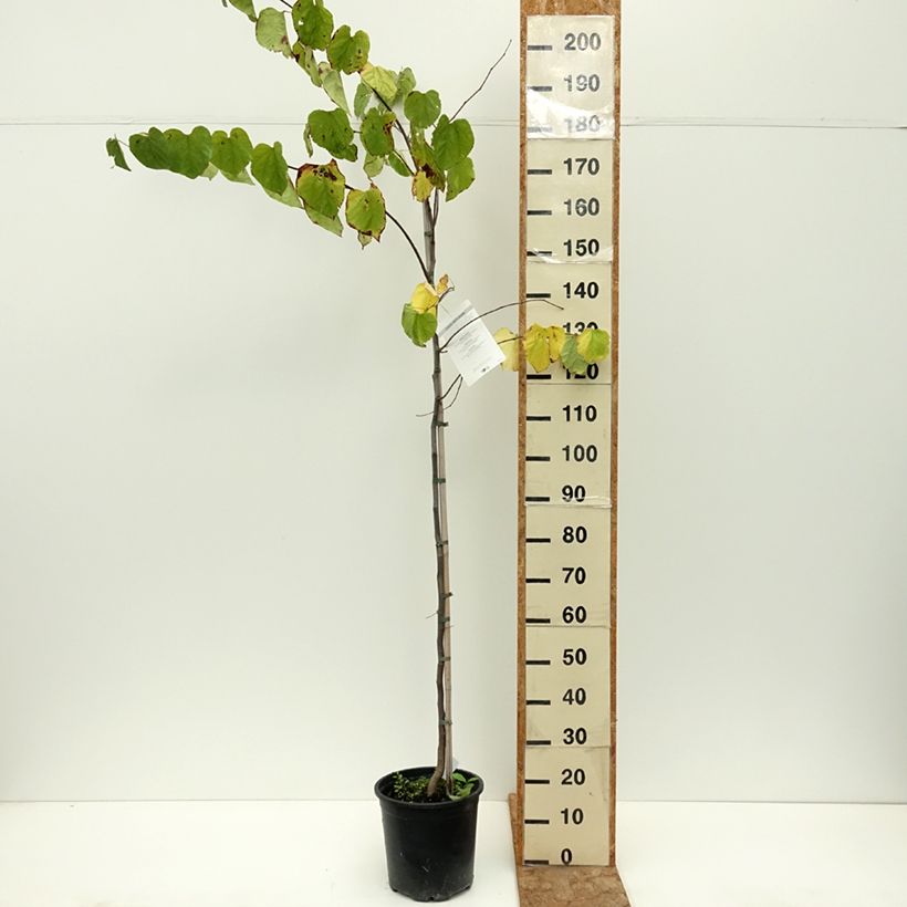 Ejemplar de Redbud del este - Cercis canadensis Maceta 7,5L/10L entregado en verano