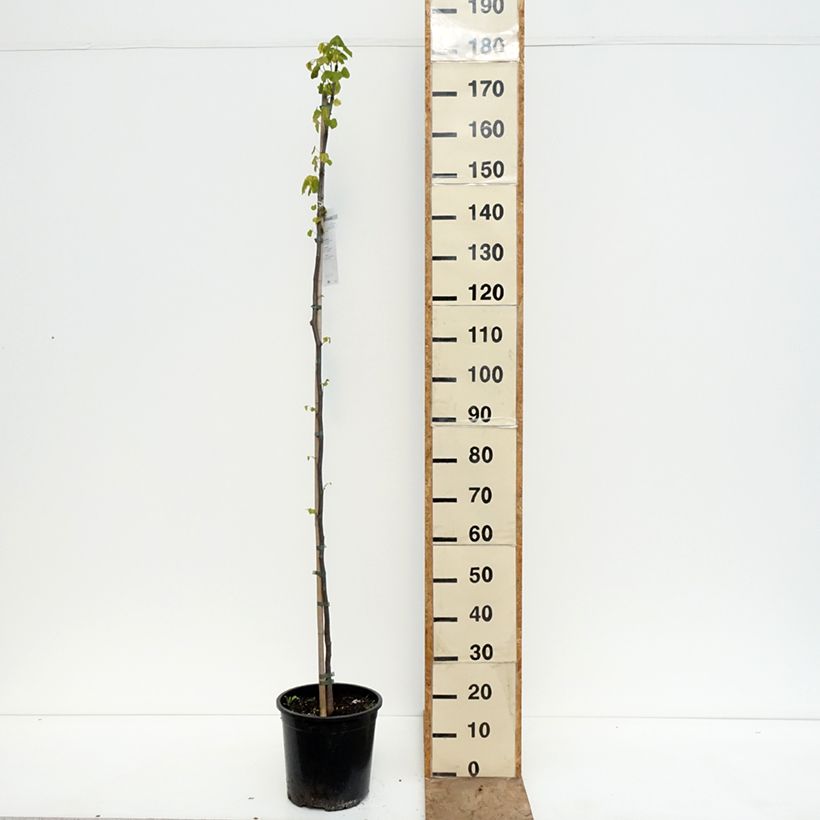 Redbud del este - Cercis canadensis Maceta 7,5L/10L Ejemplar entregado en la primavera