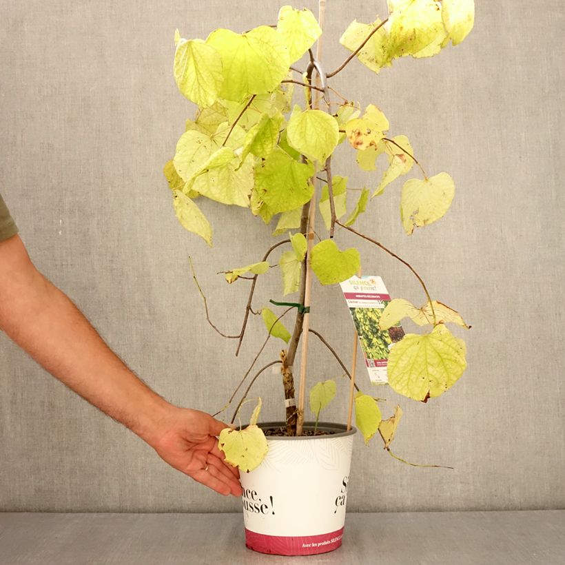 Ejemplar de Redbud del este Golden Falls - Cercis canadensis Maceta 4L/5L, Arból joven entregado en verano