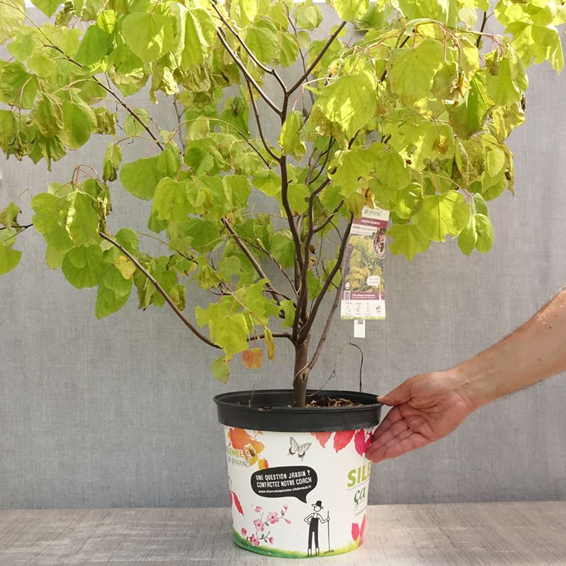 Ejemplar de Redbud del este Heart of Gold - Cercis canadensis Maceta 7,5L/10L entregado en verano
