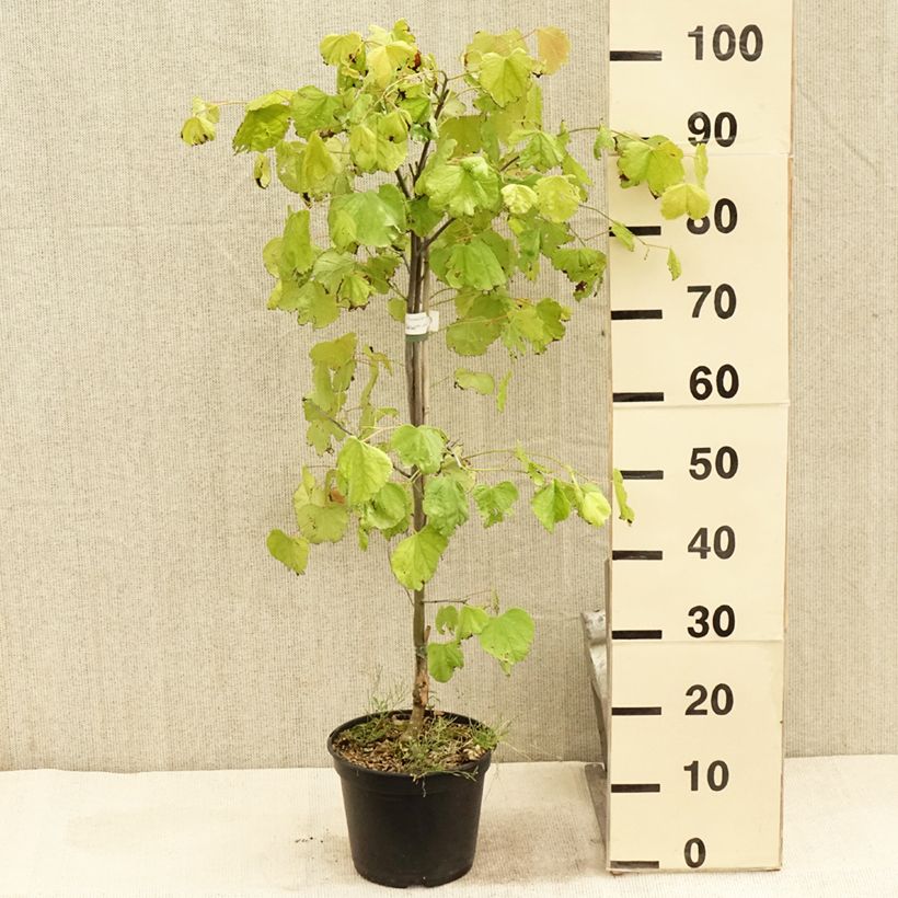 Ejemplar de Redbud del este Heart of Gold - Cercis canadensis Maceta 4L/5L entregado en verano