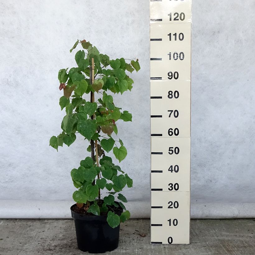 Ejemplar de Redbud del este Lavender Twist - Cercis canadensis Maceta 7,5L/10L entregado en verano