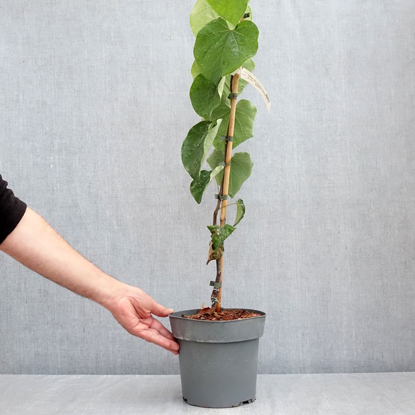 Ejemplar de Redbud del este Lavender Twist - Cercis canadensis Maceta 3L/4L entregado en otoño
