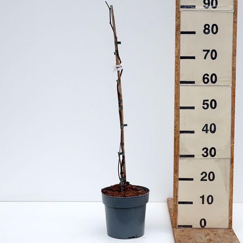 Redbud del este Lavender Twist - Cercis canadensis Maceta 3L/4L Ejemplar entregado en invierno