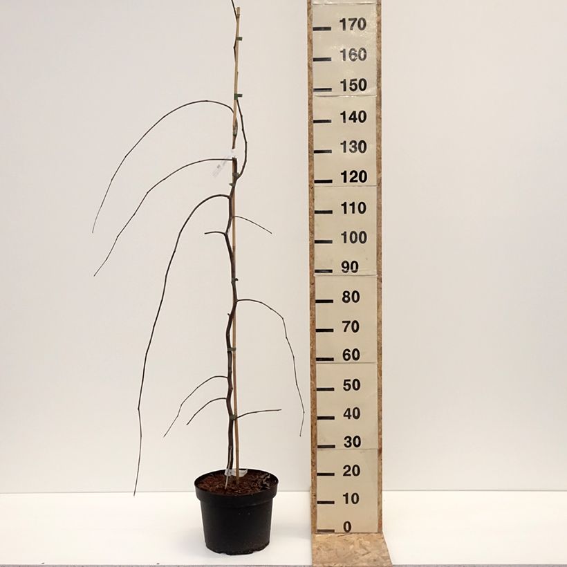 Redbud del este Lavender Twist - Cercis canadensis Maceta 7,5L/10L Ejemplar entregado en invierno