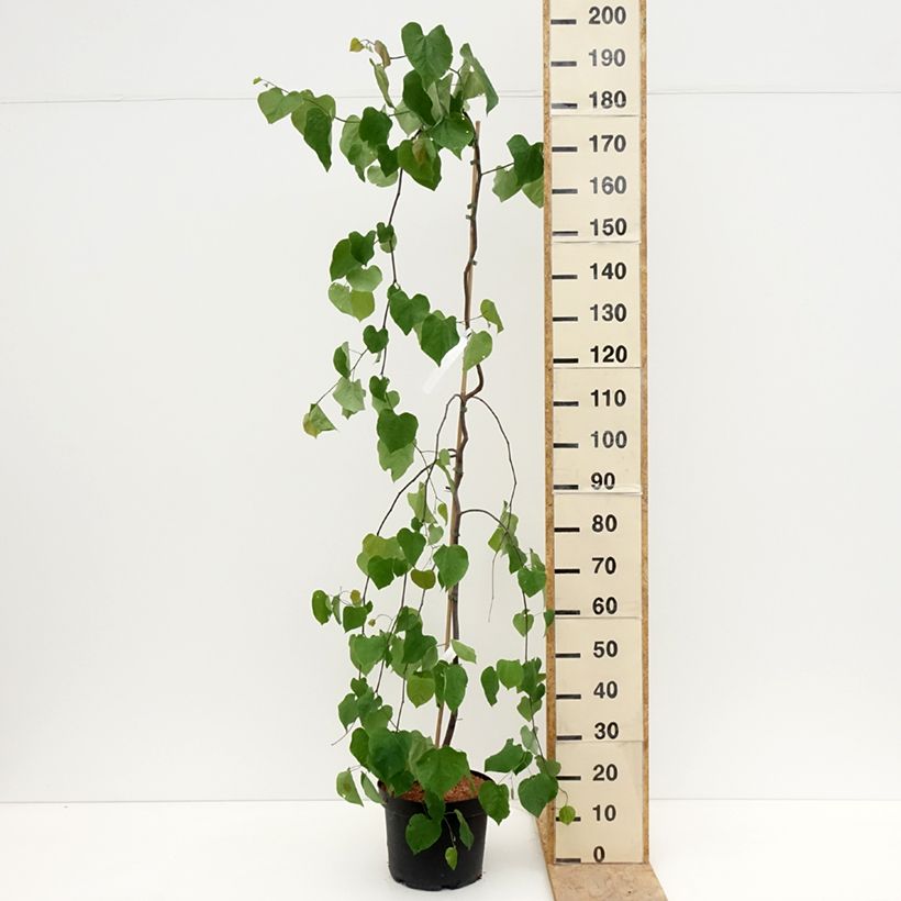 Redbud del este Lavender Twist - Cercis canadensis Maceta 7,5L/10L Ejemplar entregado en la primavera