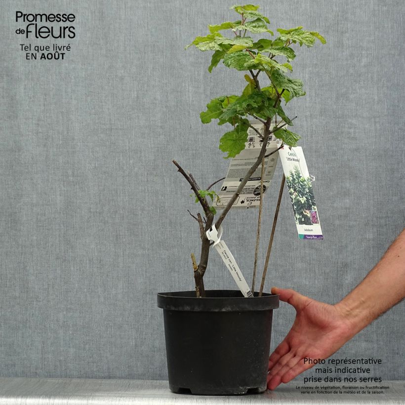 Ejemplar de Redbud del este Little Woody - Cercis canadensis Maceta 3L/4L entregado en verano