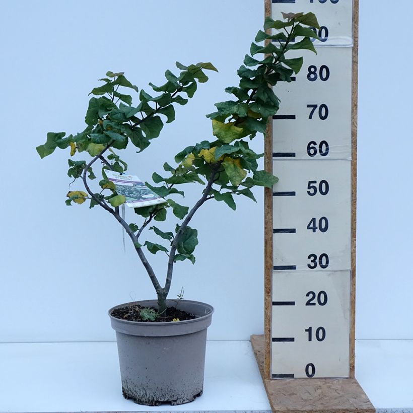 Ejemplar de Redbud del este Little Woody - Cercis canadensis Maceta 6L/7L entregado en otoño