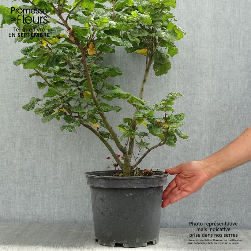 Ejemplar de Redbud del este Little Woody - Cercis canadensis Maceta 6L/7L entregado en verano