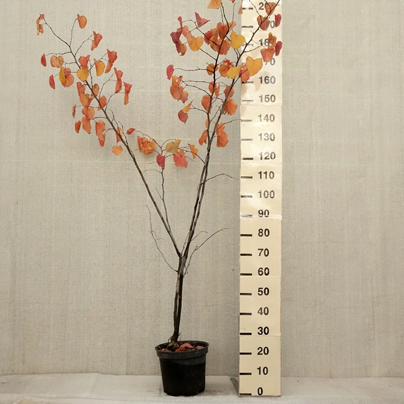 Ejemplar de Redbud del este Merlot - Cercis canadensis Maceta 6L/7L entregado en otoño