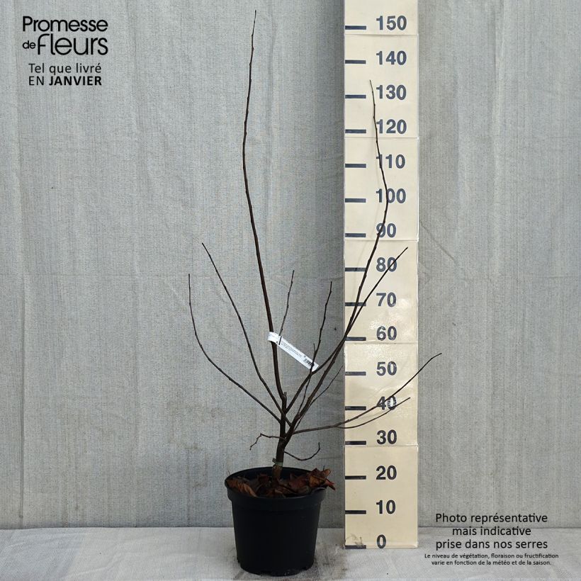 Redbud del este Pink Pom Pom's - Cercis canadensis Maceta 7,5L/10L Ejemplar entregado en invierno