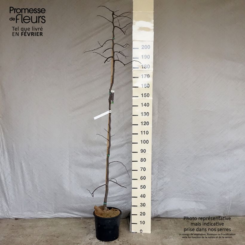 Redbud del este Ruby Falls - Cercis canadensis Maceta 7,5L/10L Ejemplar entregado en invierno