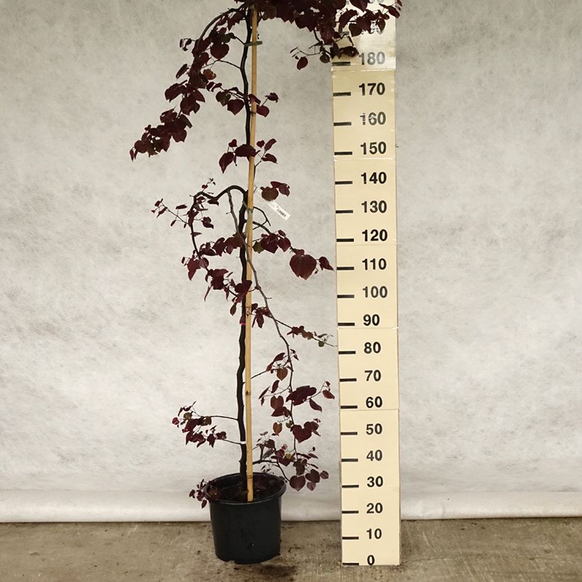 Redbud del este Ruby Falls - Cercis canadensis Maceta 7,5L/10L Ejemplar entregado en la primavera