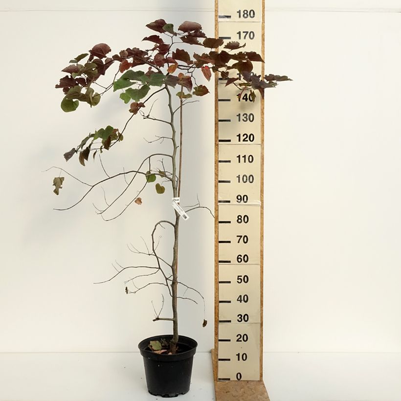 Ejemplar de Redbud del este Ruby Falls - Cercis canadensis Maceta 7,5L/10L entregado en verano