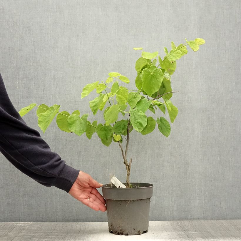 Ejemplar de Redbud del este Texas White - Cercis canadensis Maceta 4L/5L entregado en verano