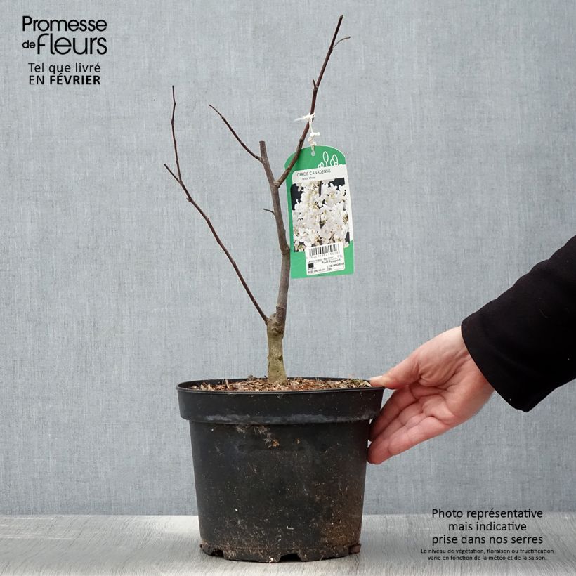 Redbud del este Texas White - Cercis canadensis Maceta 4L/5L Ejemplar entregado en invierno