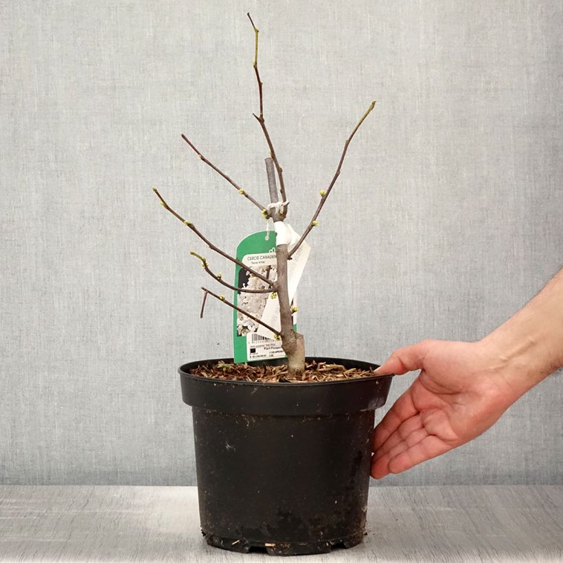 Redbud del este Texas White - Cercis canadensis Maceta 4L/5L Ejemplar entregado en la primavera