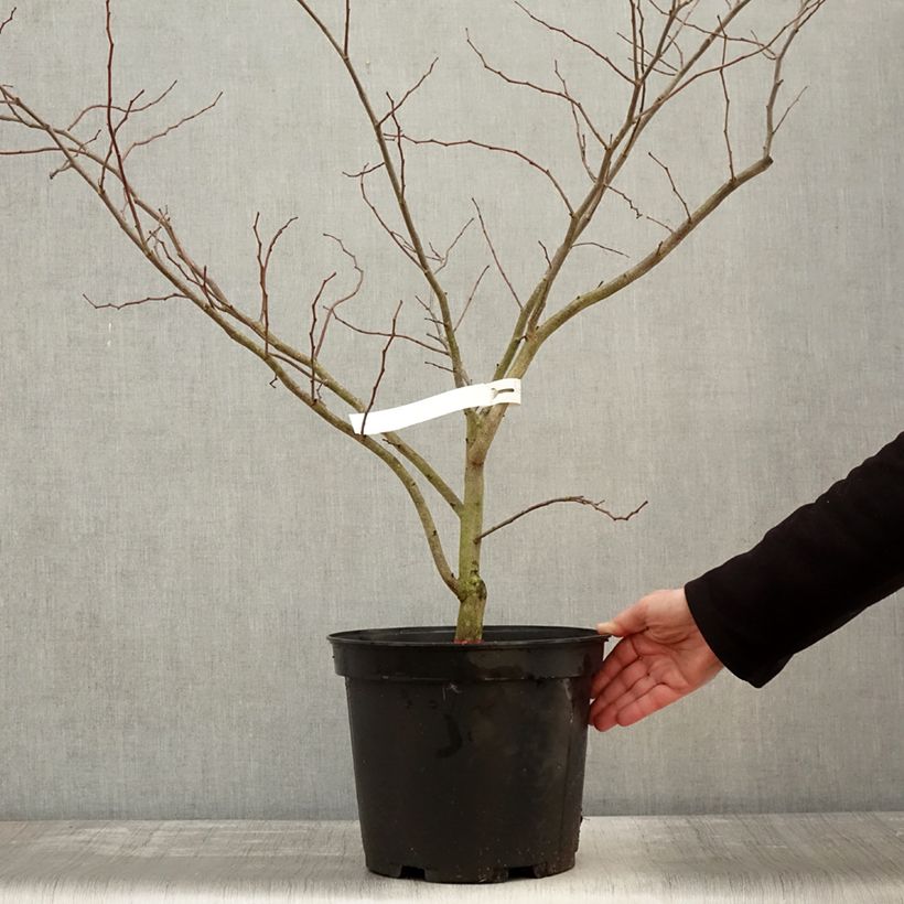 Redbud del este The Rising Sun - Cercis canadensis Maceta 2L/3L Ejemplar entregado en invierno