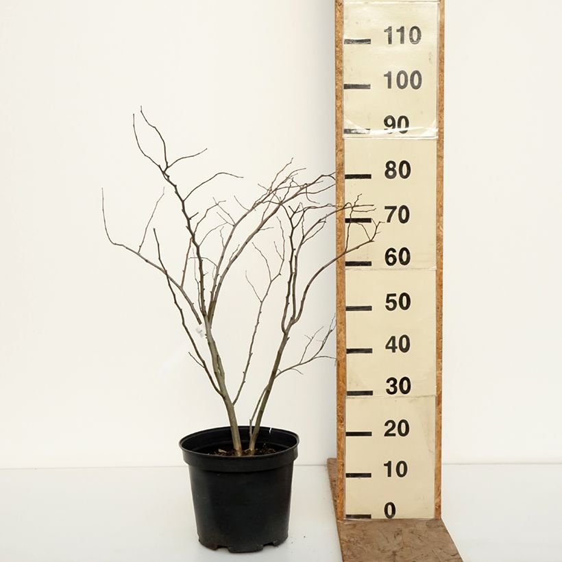Redbud del este The Rising Sun - Cercis canadensis Maceta 6L/7L Ejemplar entregado en invierno