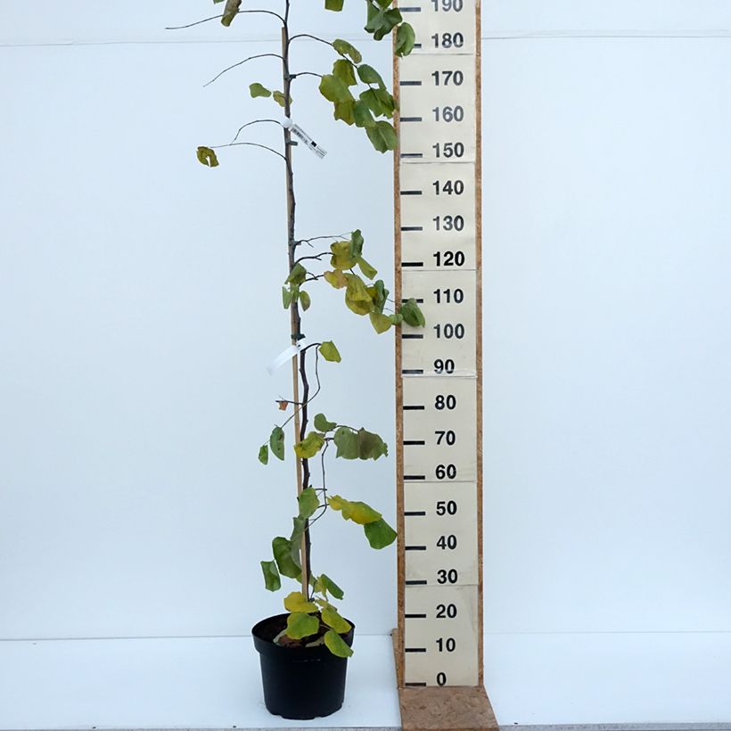 Ejemplar de Redbud del este Traveller - Cercis canadensis Maceta 7,5L/10L entregado en otoño