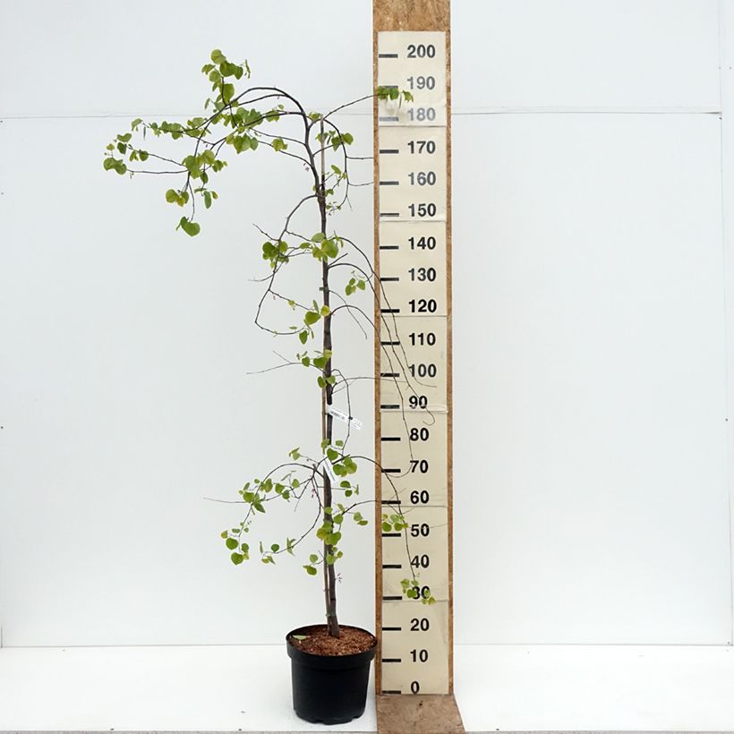 Redbud del este Traveller - Cercis canadensis Maceta 7,5L/10L Ejemplar entregado en la primavera
