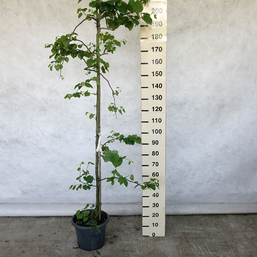 Ejemplar de Redbud del este Vanilla Twist - Cercis canadensis Maceta 4L/5L, Arból joven entregado en verano