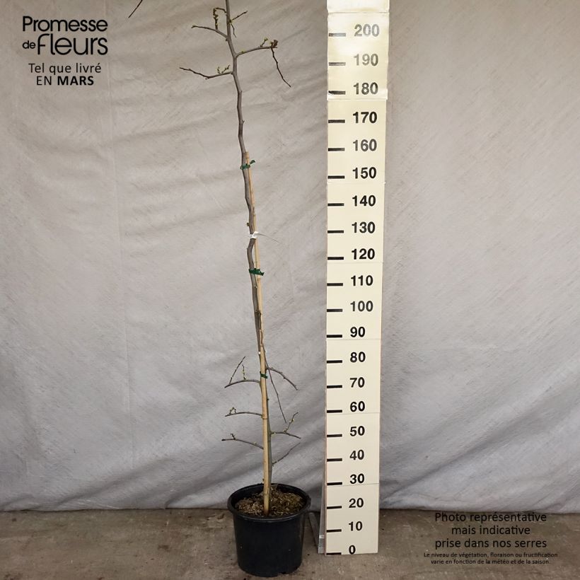 Redbud del este Vanilla Twist - Cercis canadensis Maceta 4L/5L, Arból joven Ejemplar entregado en la primavera