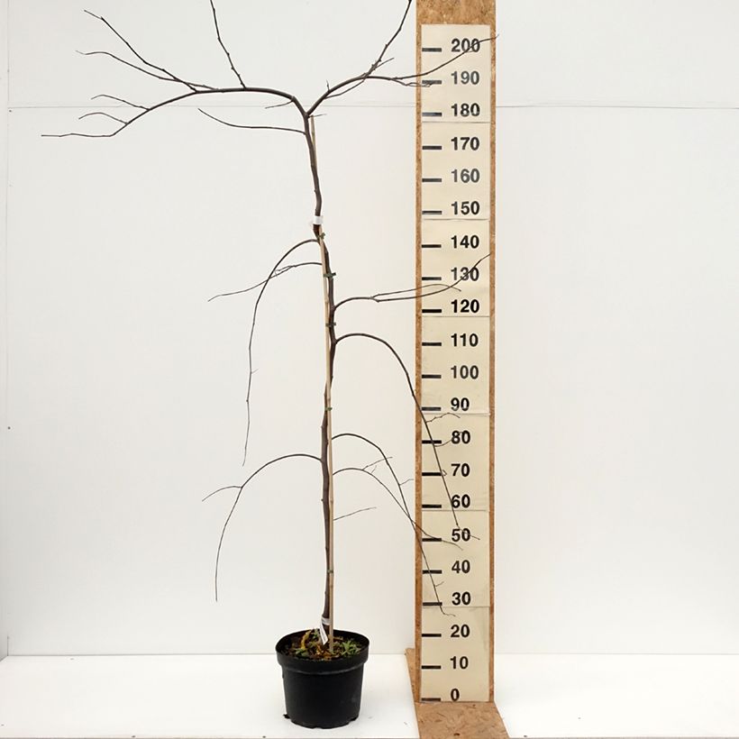 Ejemplar de Redbud del este Vanilla Twist - Cercis canadensis Maceta 7,5L/10L, Medio tallo entregado en otoño
