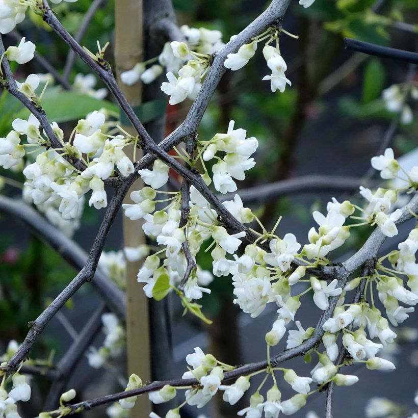 Redbud del este Vanilla Twist - Cercis canadensis (Floración)