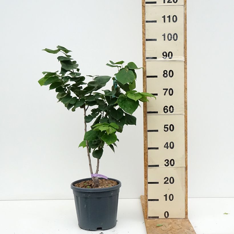 Ejemplar de Cercis chinensis Avondale - Árbol del amor Maceta 7,5L/10L entregado en verano