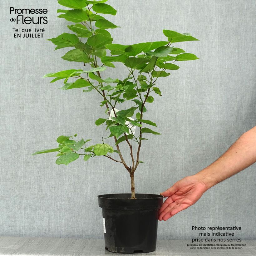 Ejemplar de Cercis chinensis Avondale - Árbol del amor Maceta 4L/5L entregado en verano