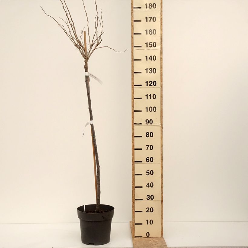 Cercis chinensis Don Egolf - Árbol del amor Maceta 12L/15L Ejemplar entregado en invierno