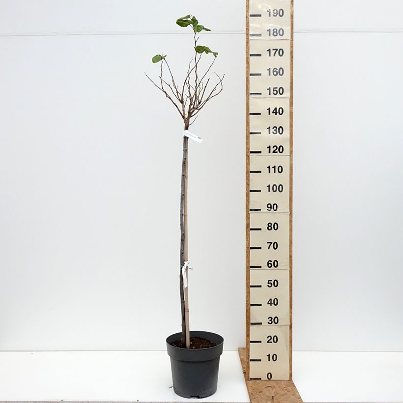 Ejemplar de Cercis chinensis Don Egolf - Árbol del amor Maceta 12L/15L, Tallo entregado en otoño